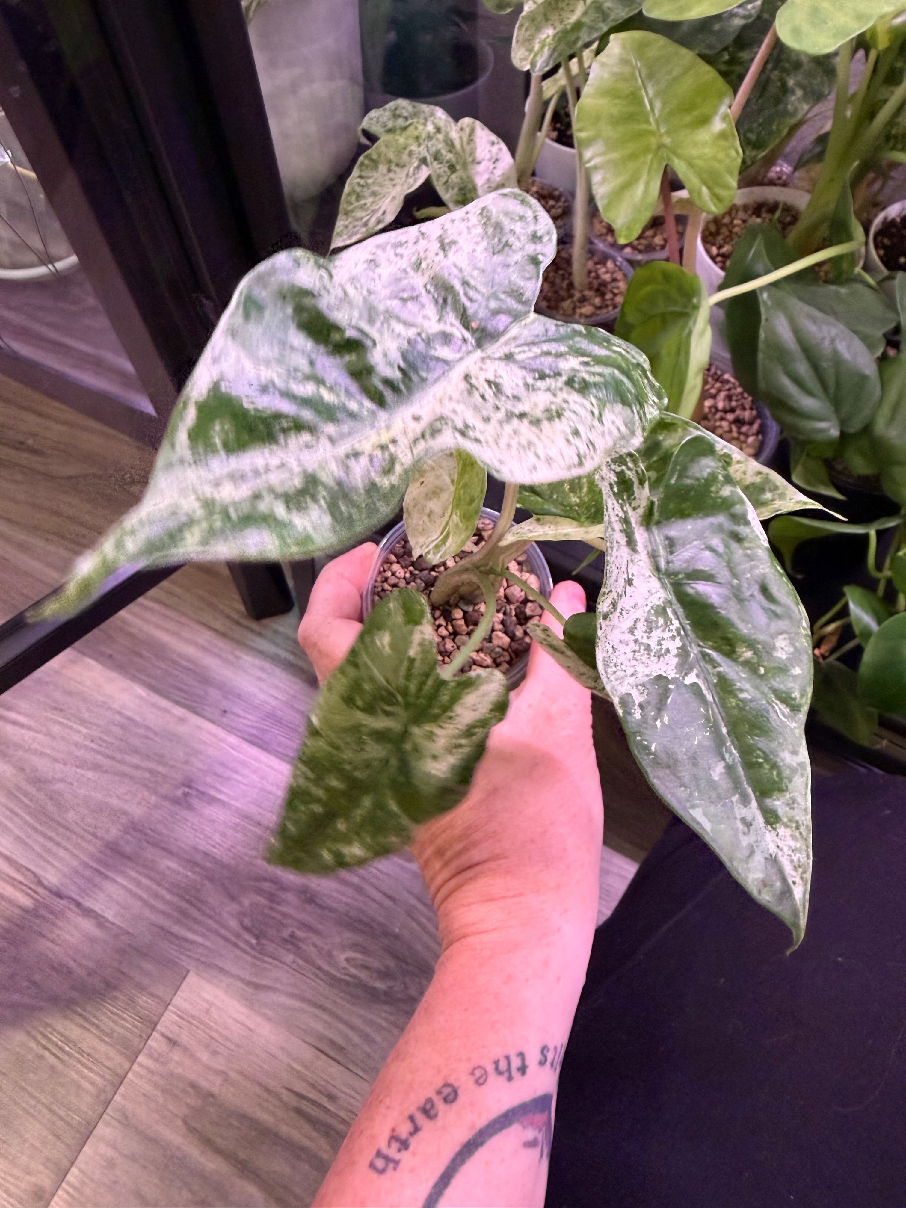 Alocasia Camouflage - Live Plant - RARE