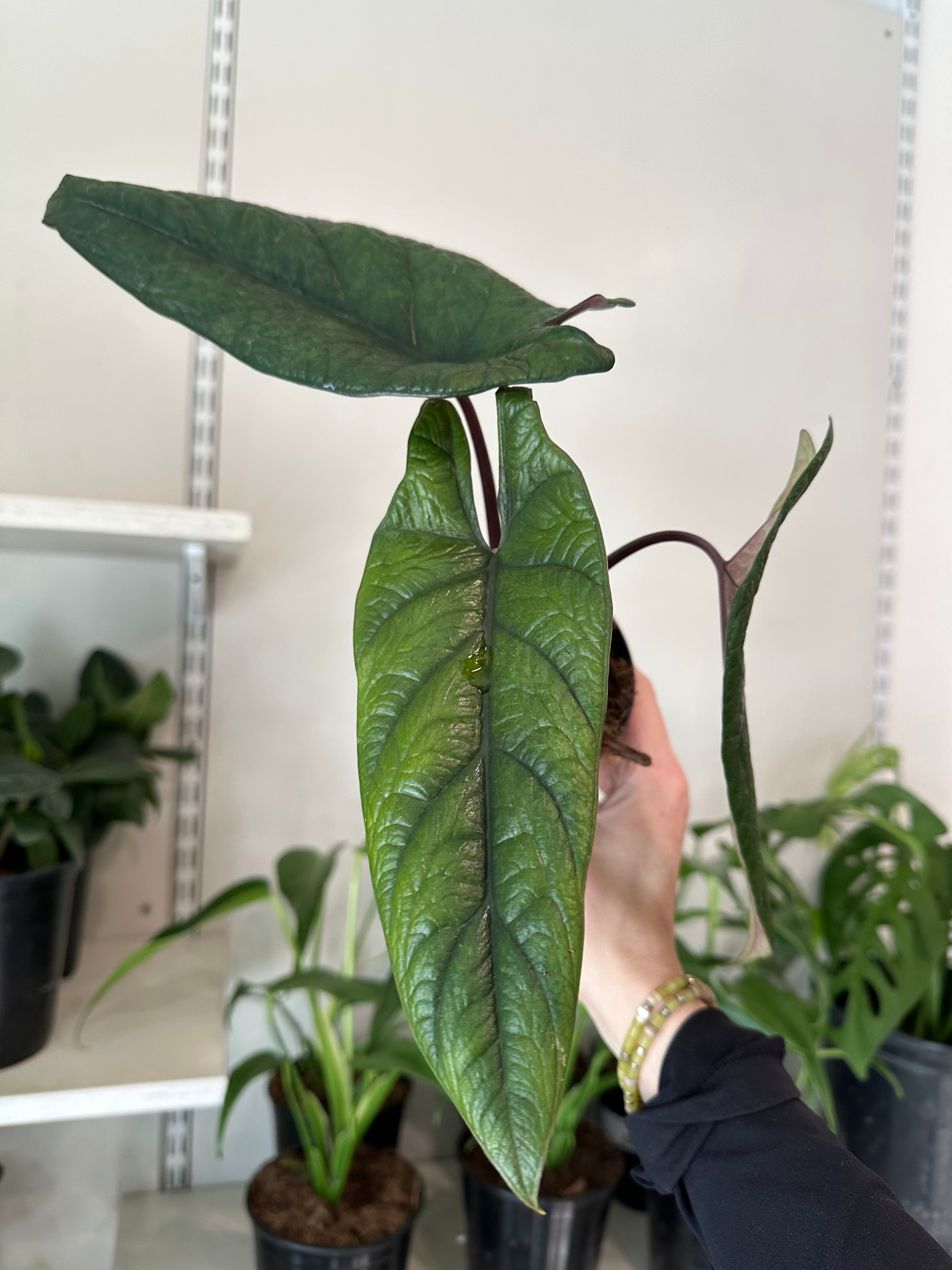 Alocasia 'Scalprum'