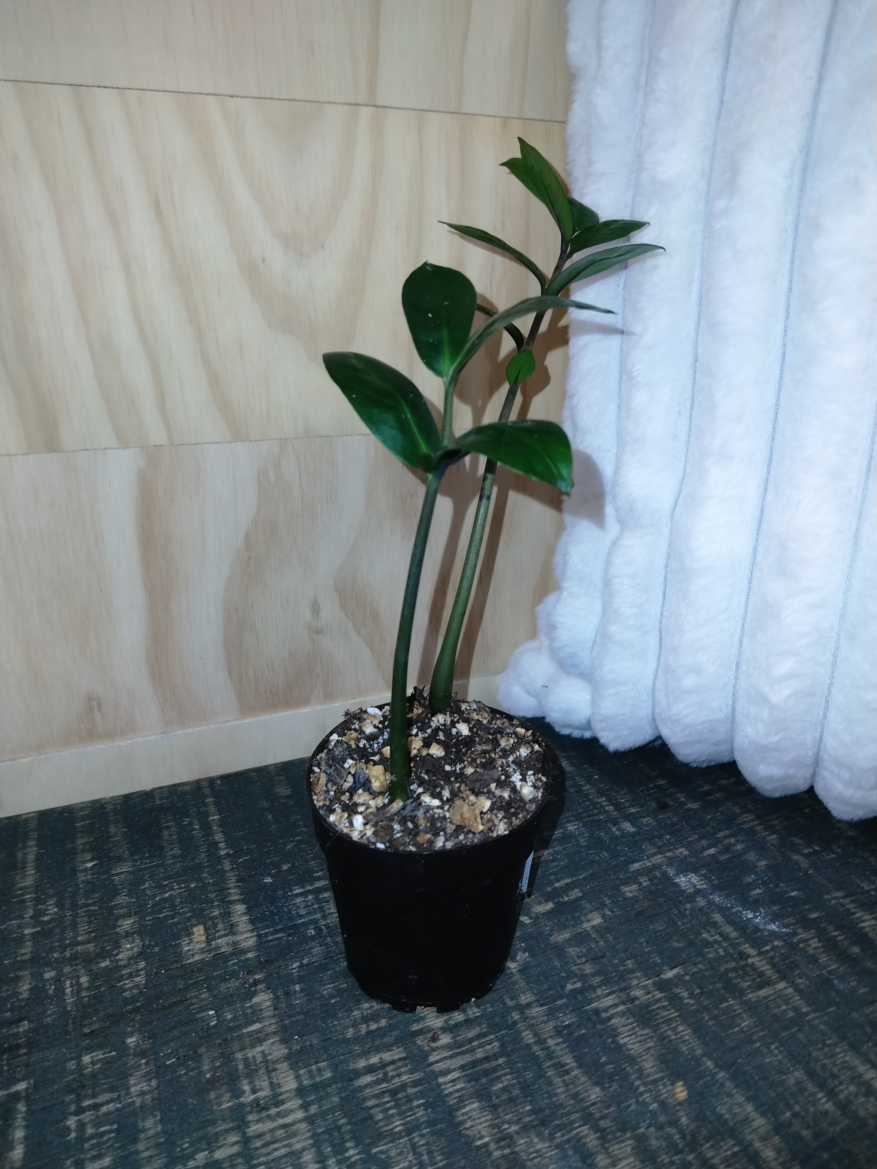 ZZ Plant