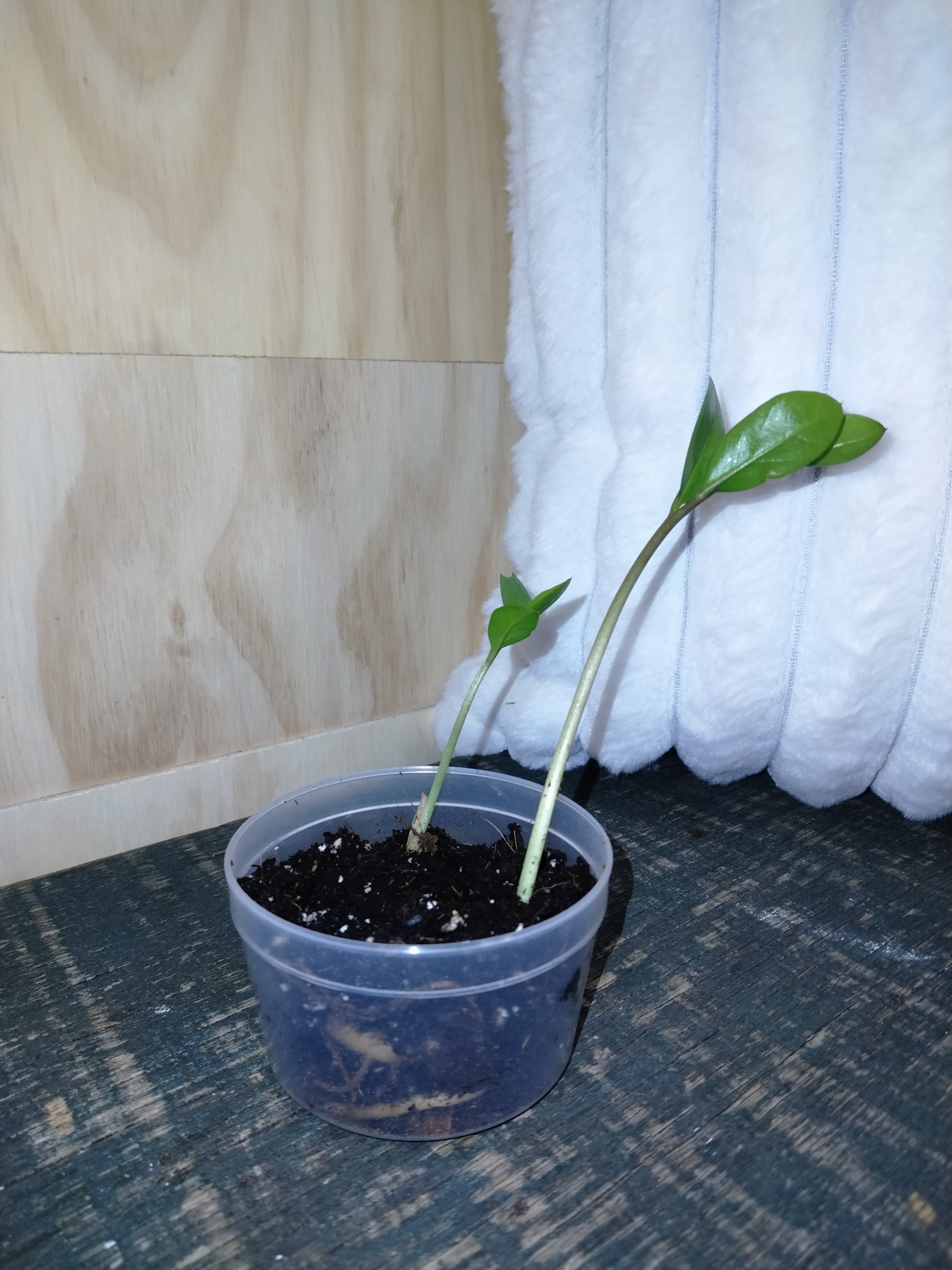 ZZ Plant