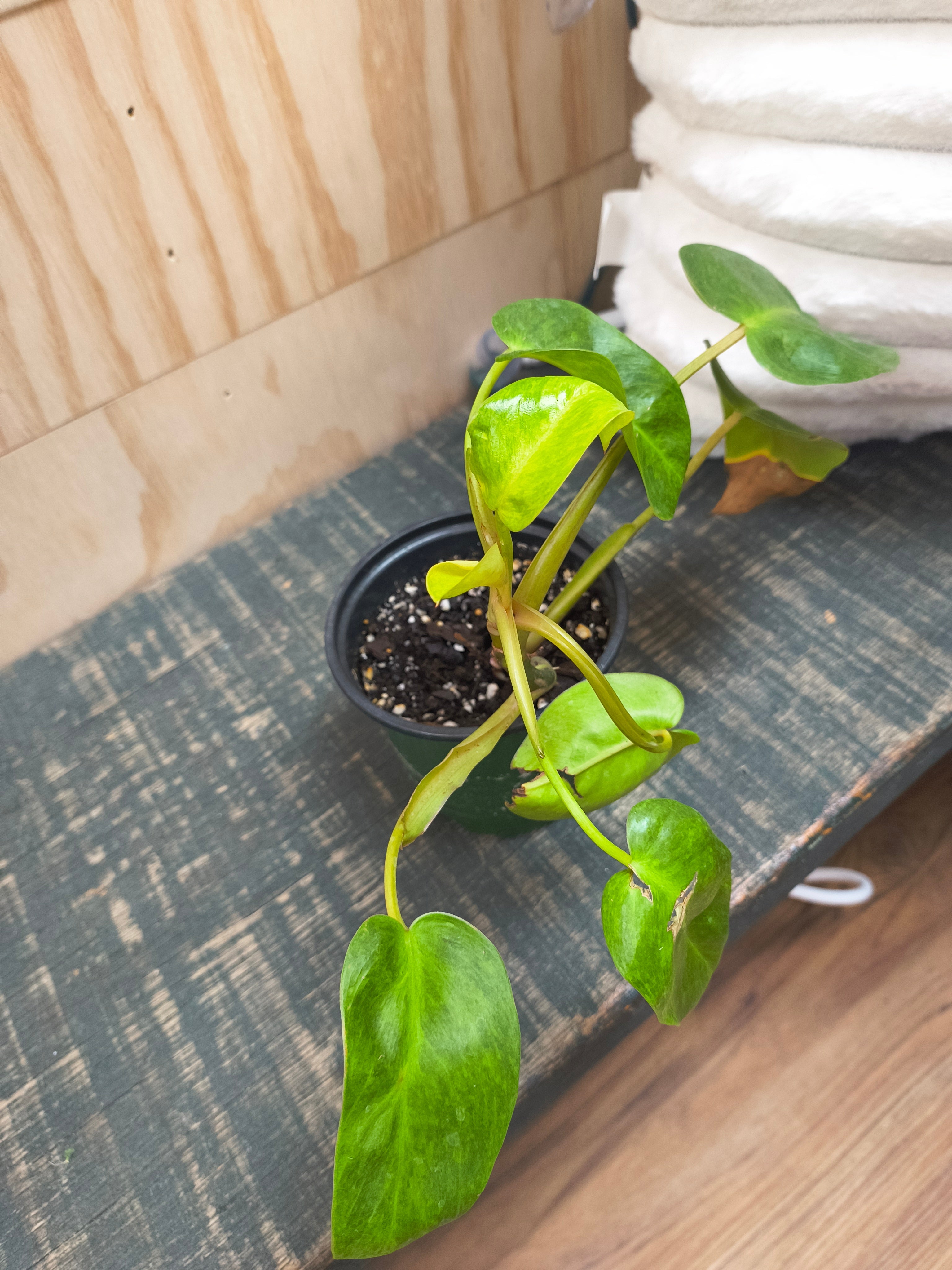 Philodendron Pained Lady