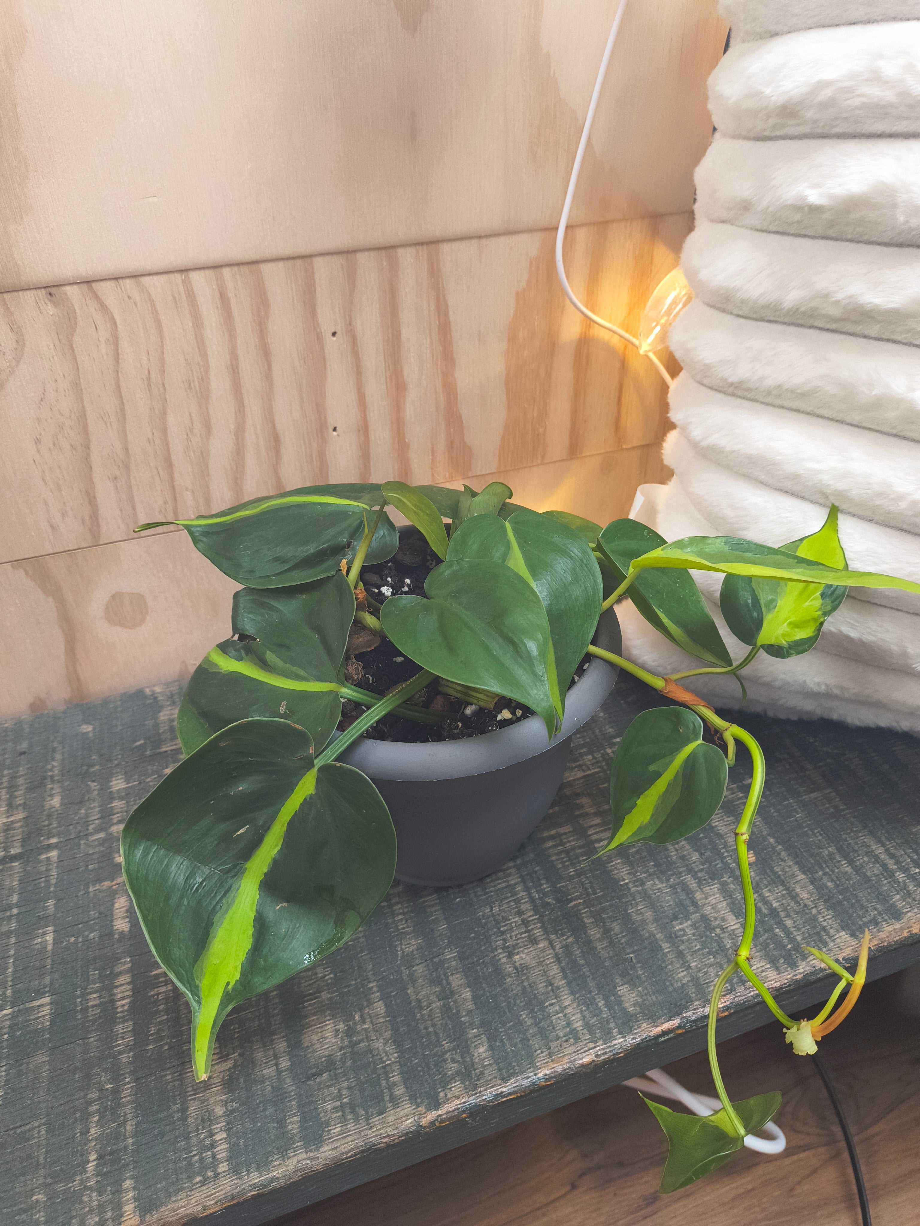 Philodendron Brazil