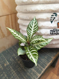 zebra snow white
