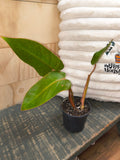 Philodendron Pained Lady