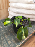 Philodendron Silver Stripe
