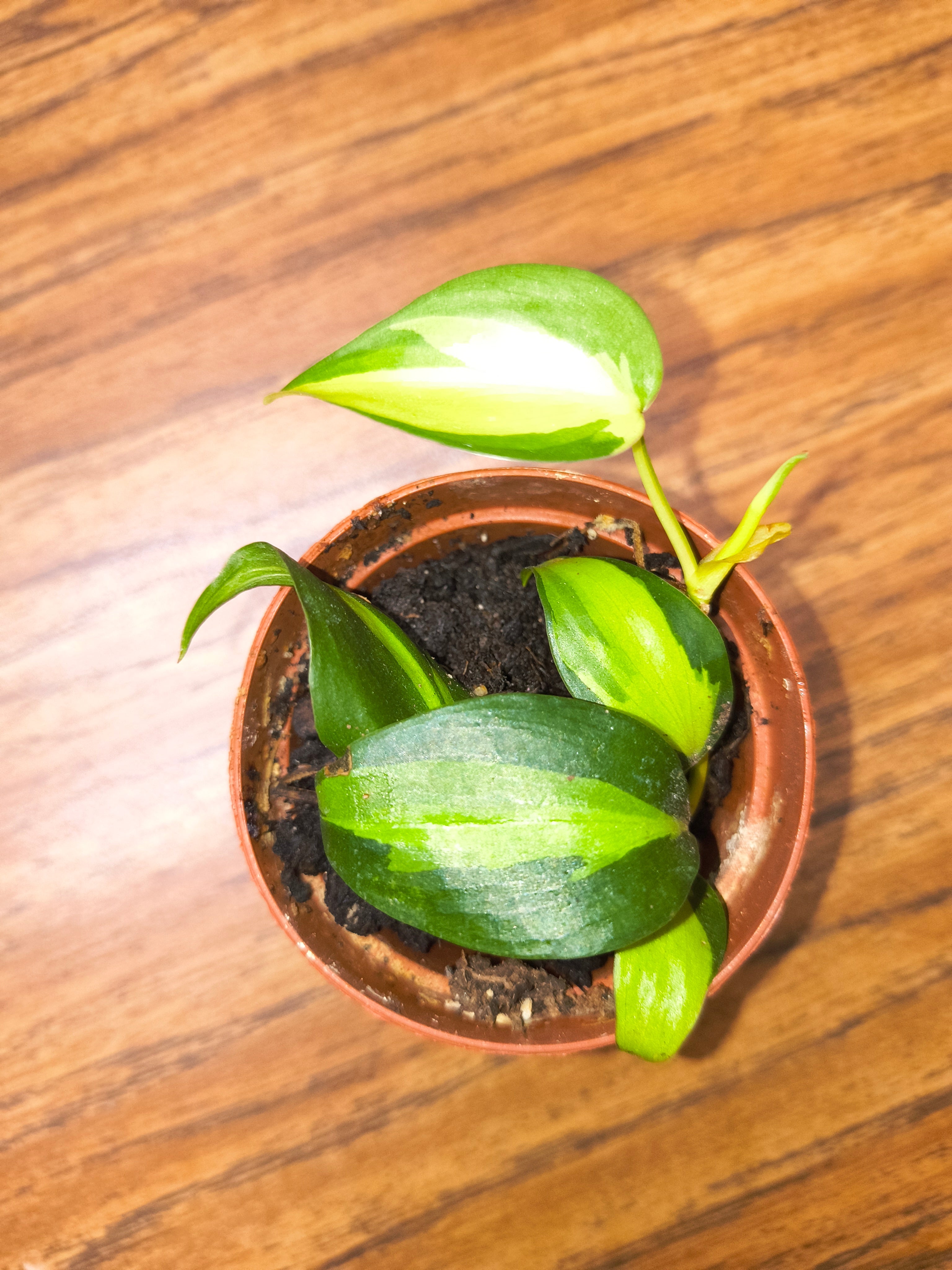 Philodendron Brazil
