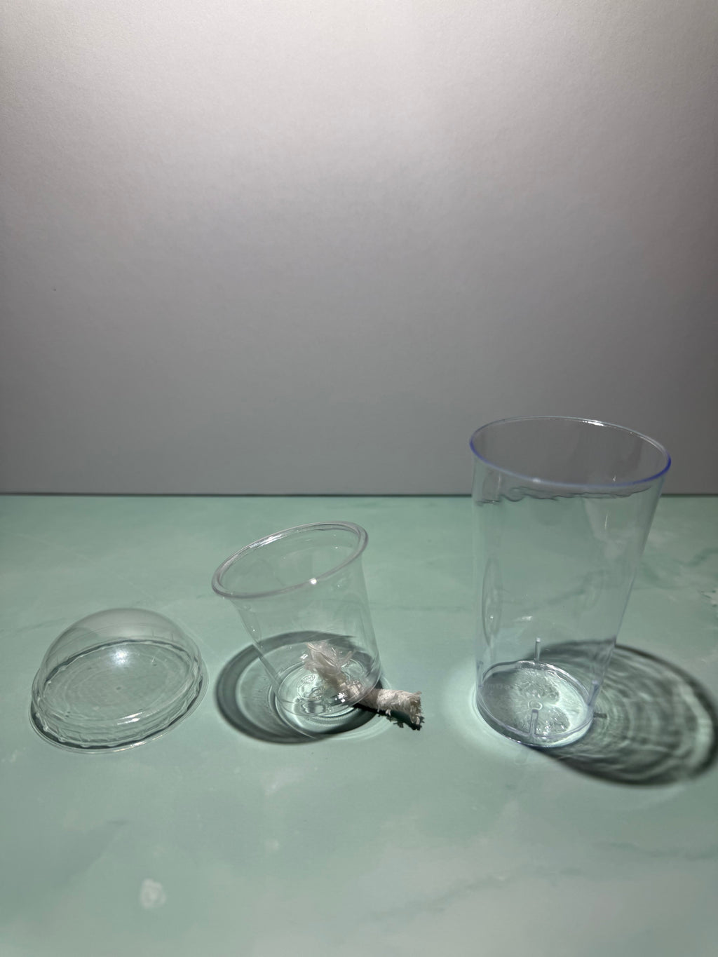 Self-Watering Propagation Cup for Alocasia Corms & Seedlings