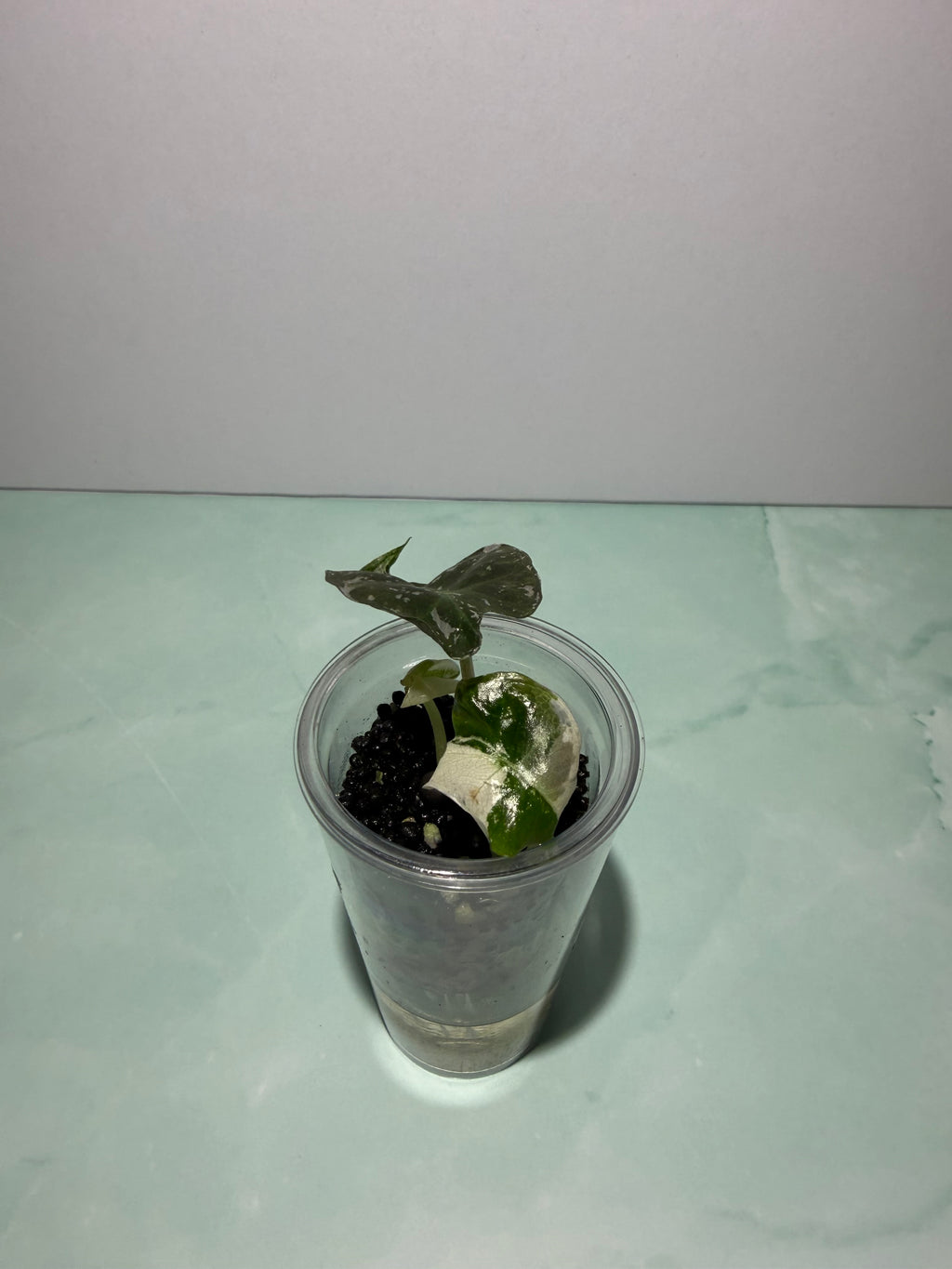 Self-Watering Propagation Cup for Alocasia Corms & Seedlings