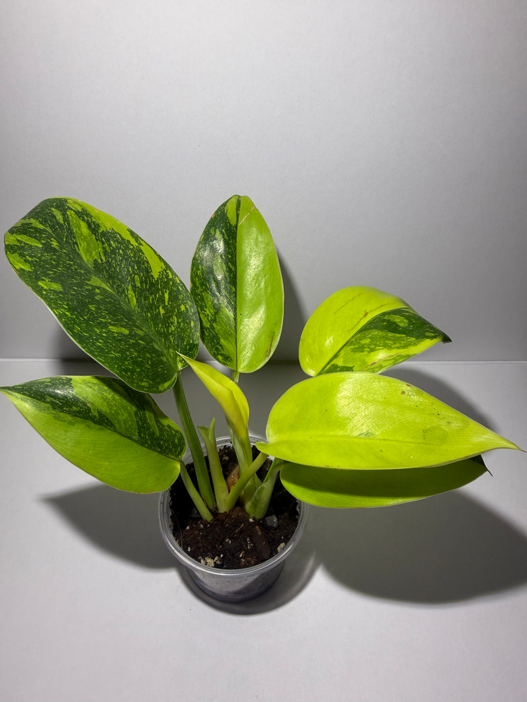 Philodendron Green Congo Nuclear