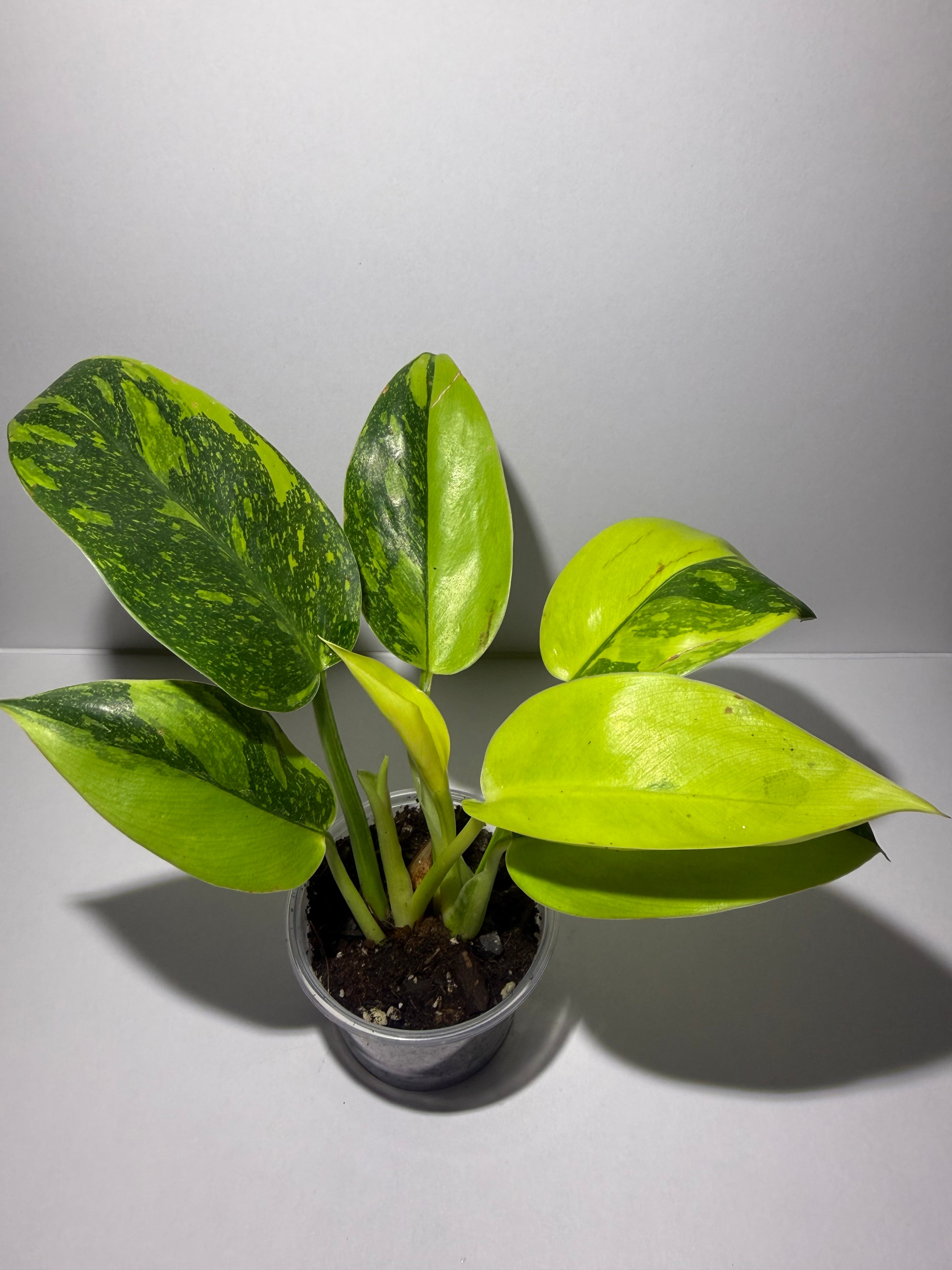 Philodendron Green Congo Nuclear