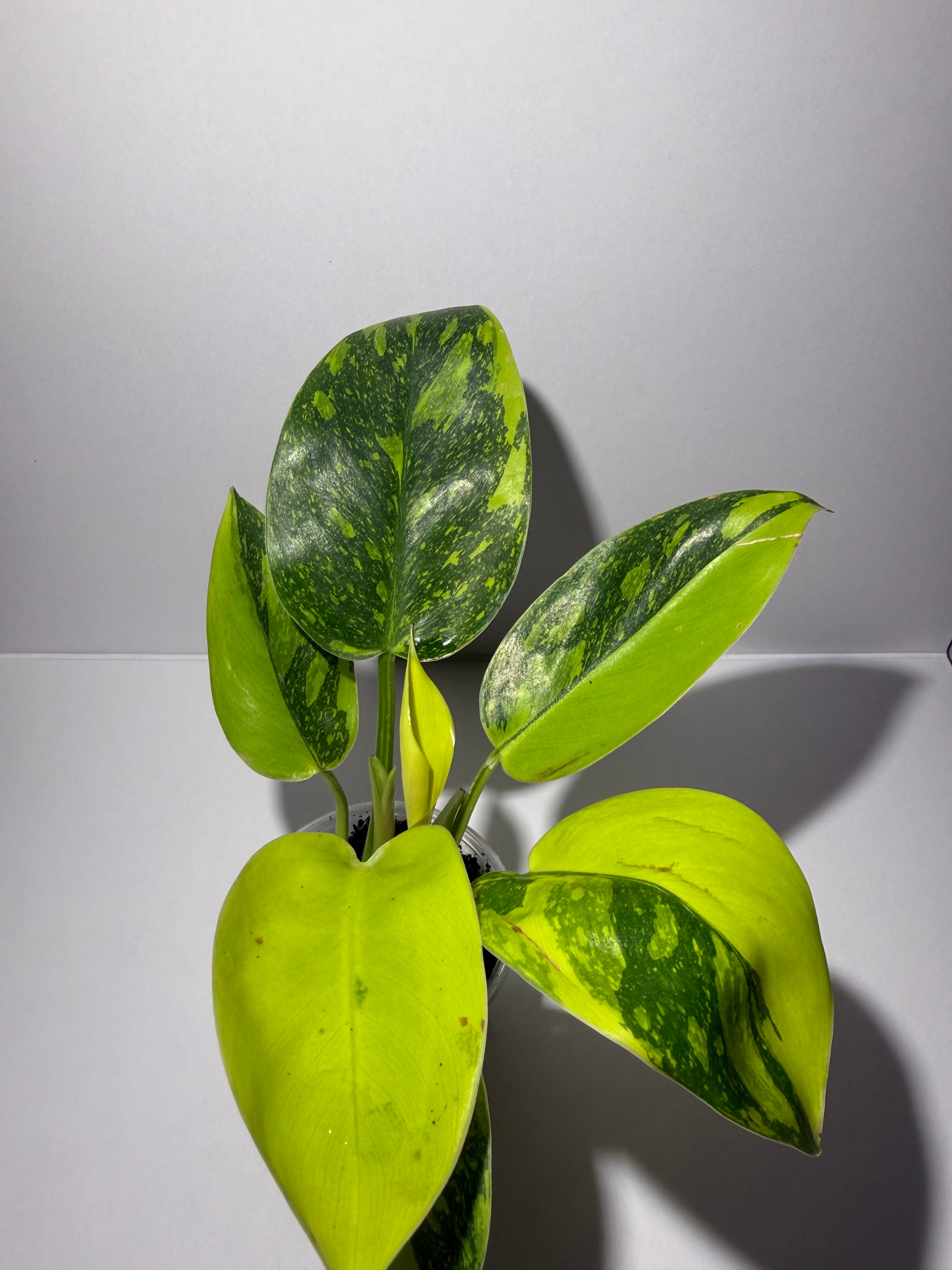 Philodendron Green Congo Nuclear