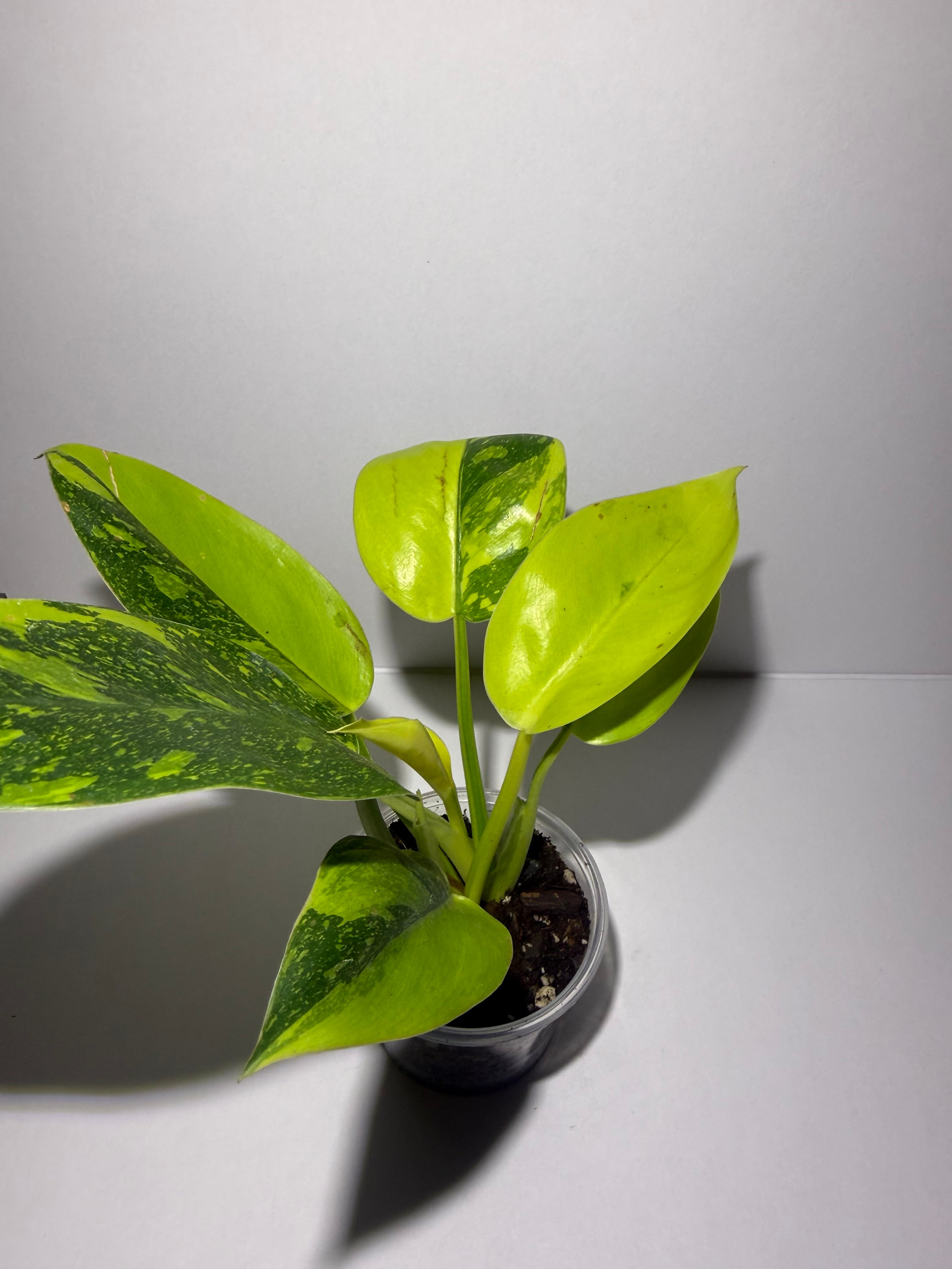 Philodendron Green Congo Nuclear
