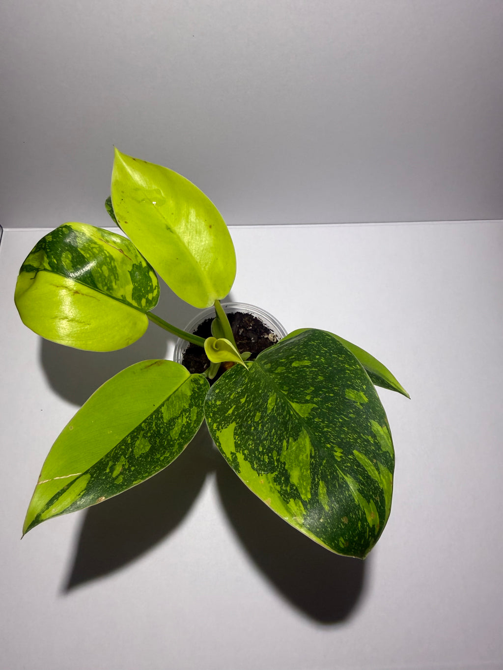 Philodendron Green Congo Nuclear
