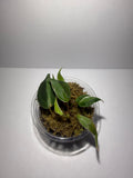 Philodendron Micans Velvet Halo