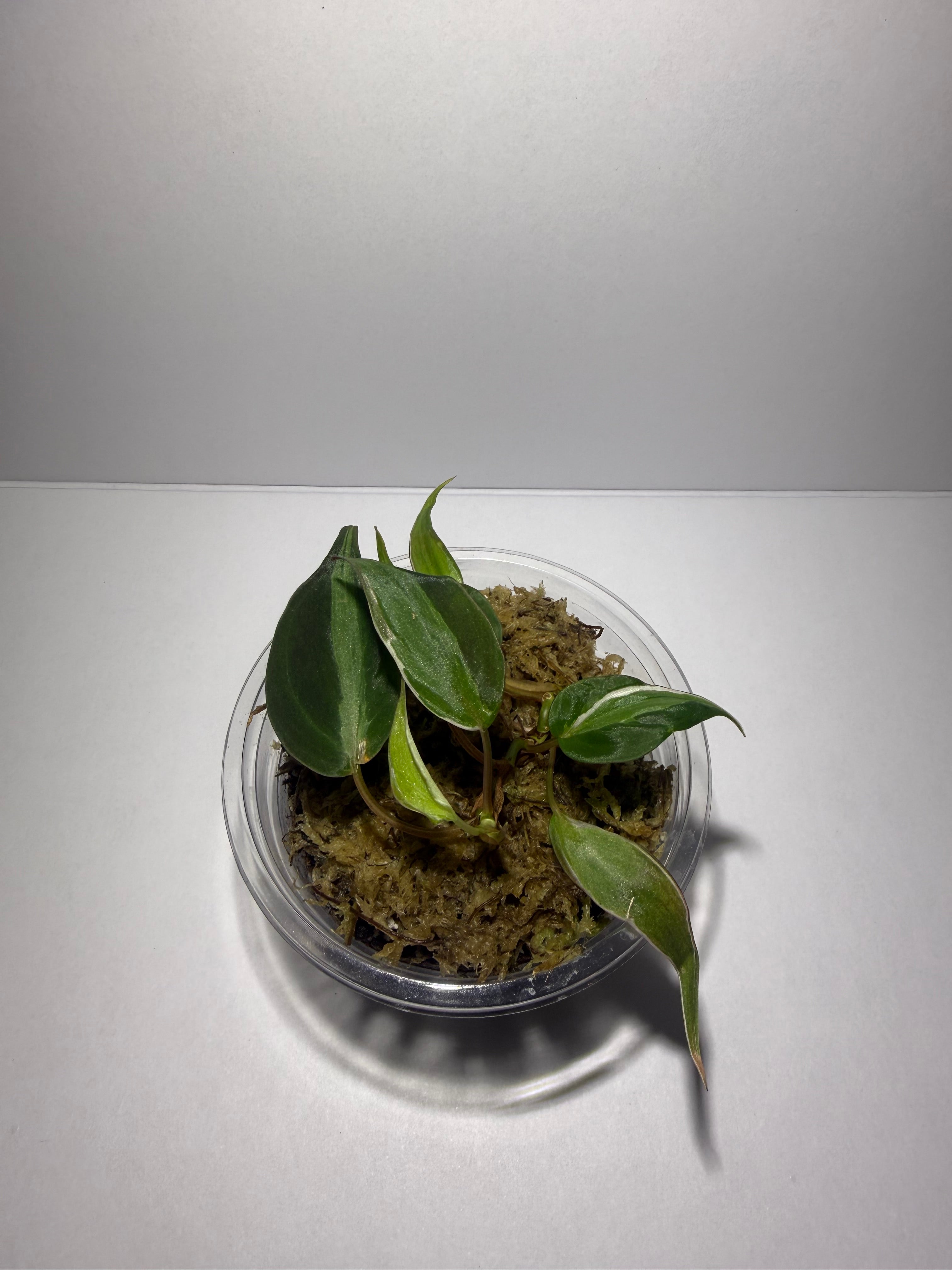 Philodendron Micans Velvet Halo