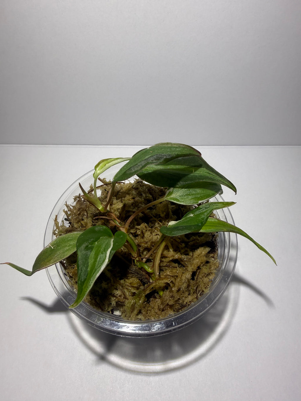 Philodendron Micans Velvet Halo