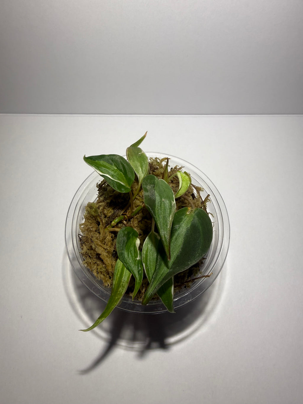 Philodendron Micans Velvet Halo