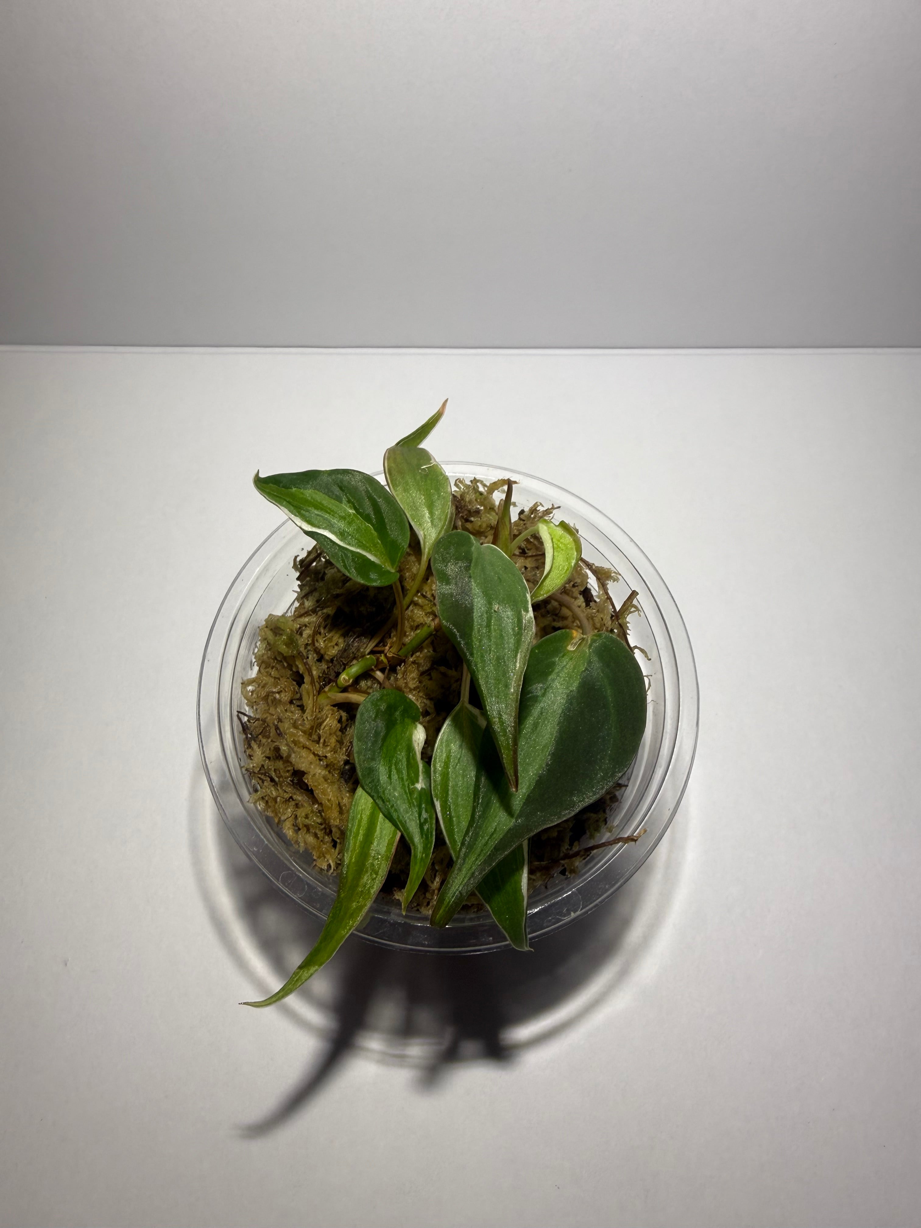 Philodendron Micans Velvet Halo