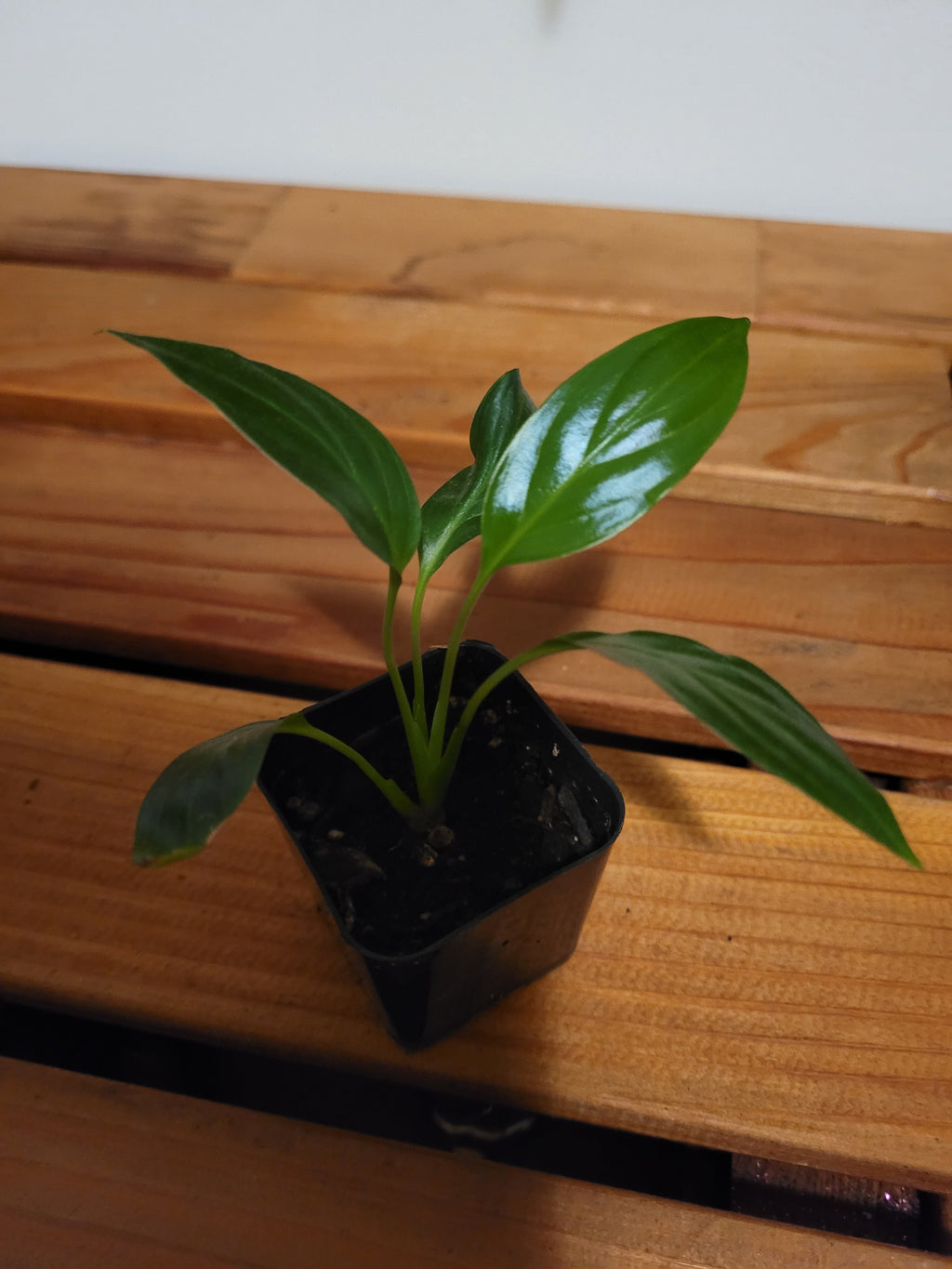 Peace Lily