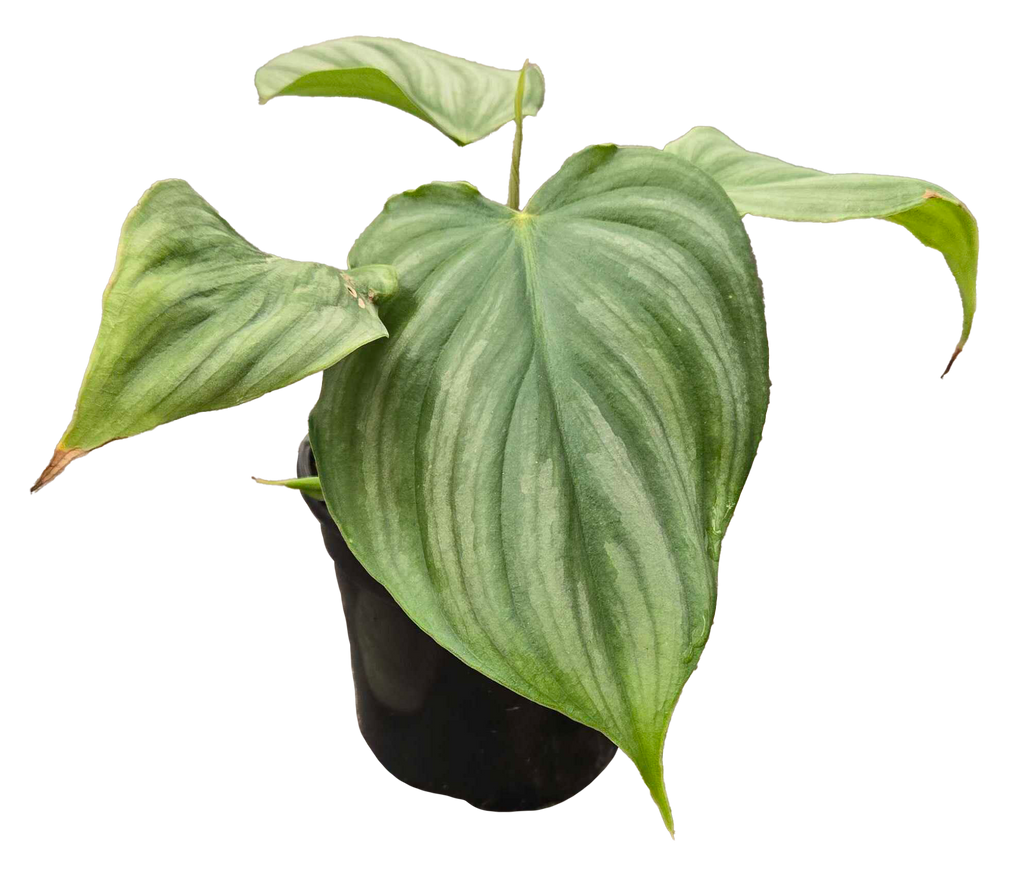 Philodendron Pastazanum x Plowmanii