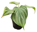 Philodendron Pastazanum x Plowmanii