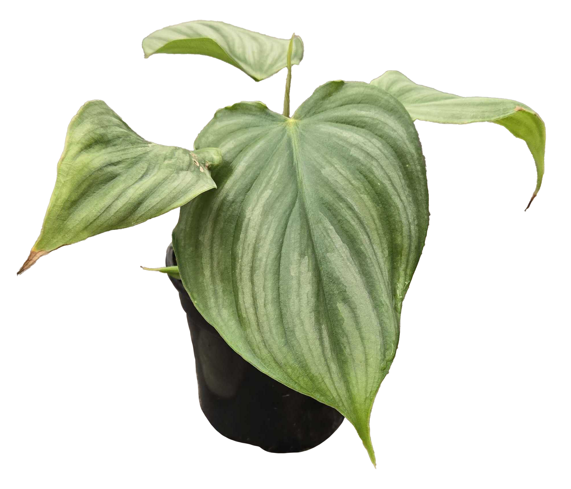 Philodendron Pastazanum x Plowmanii