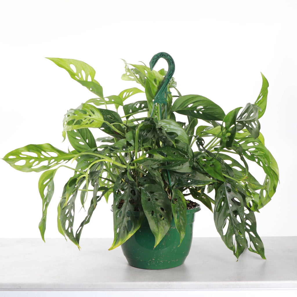 Swiss Cheese Hanging Basket - 8" Live Plant