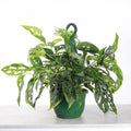 Swiss Cheese Hanging Basket - 8" Live Plant