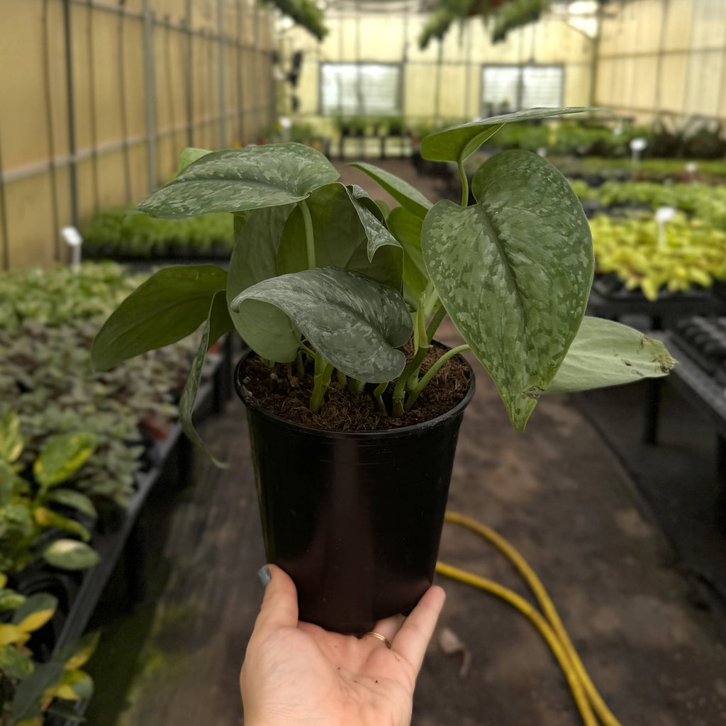 Scindapsus Mount Salak - 6" Live Plant