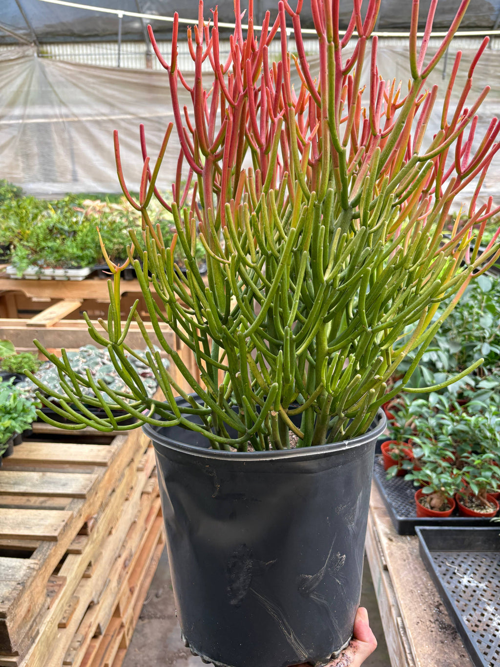 Euphorbia 'Fire Sticks'