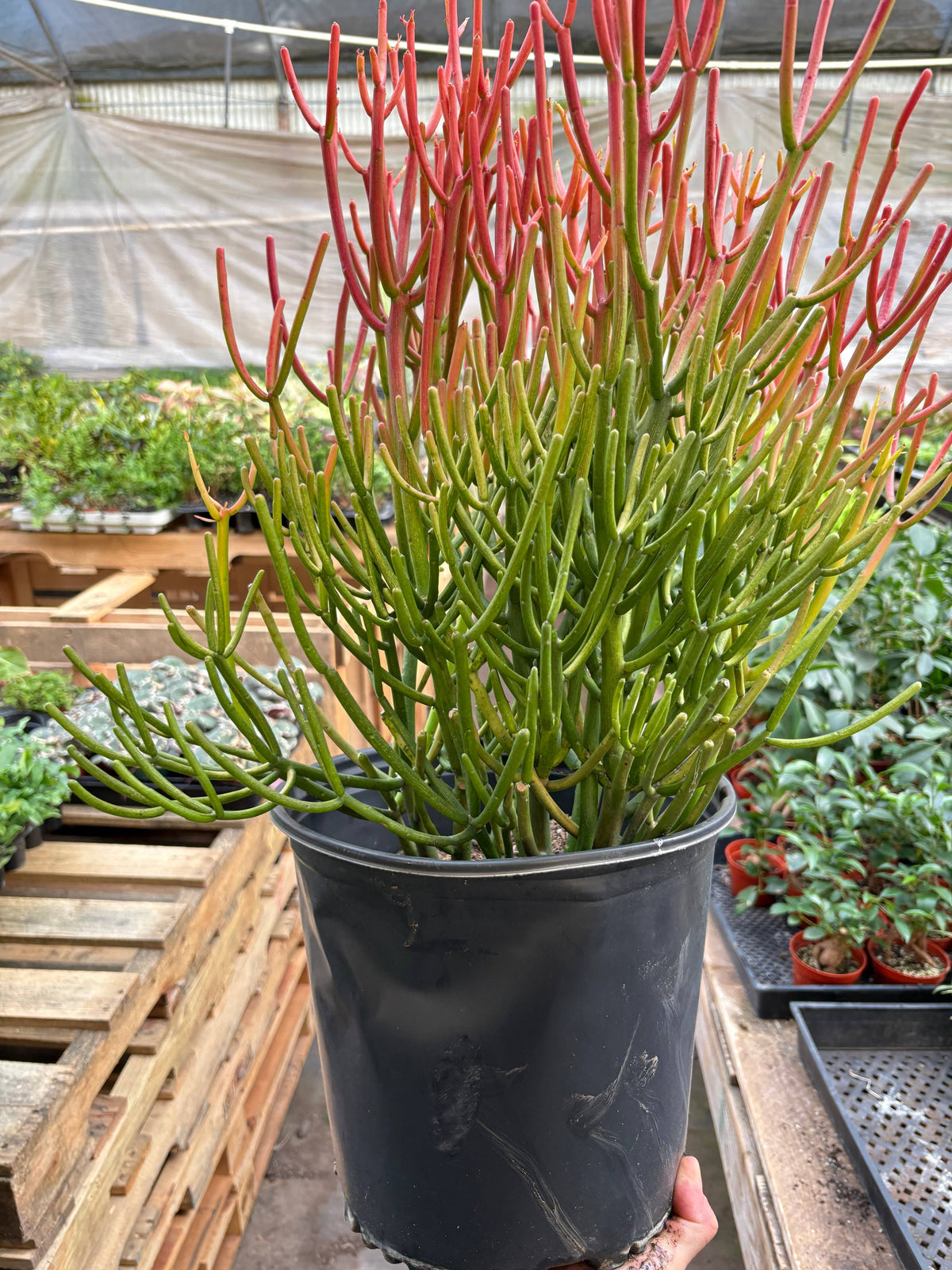 Euphorbia 'Fire Sticks'