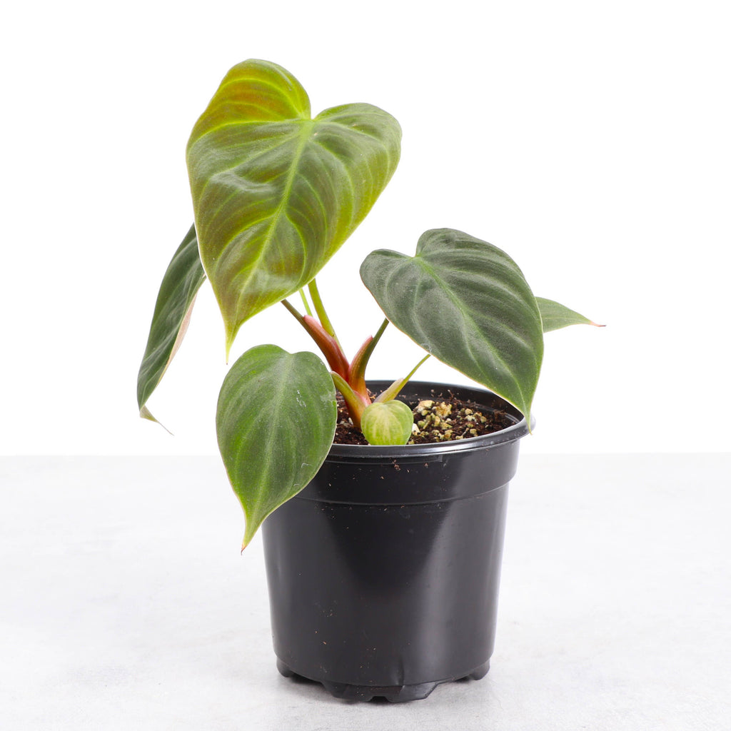 Philodendron El Choco Red - 4" Live Plant