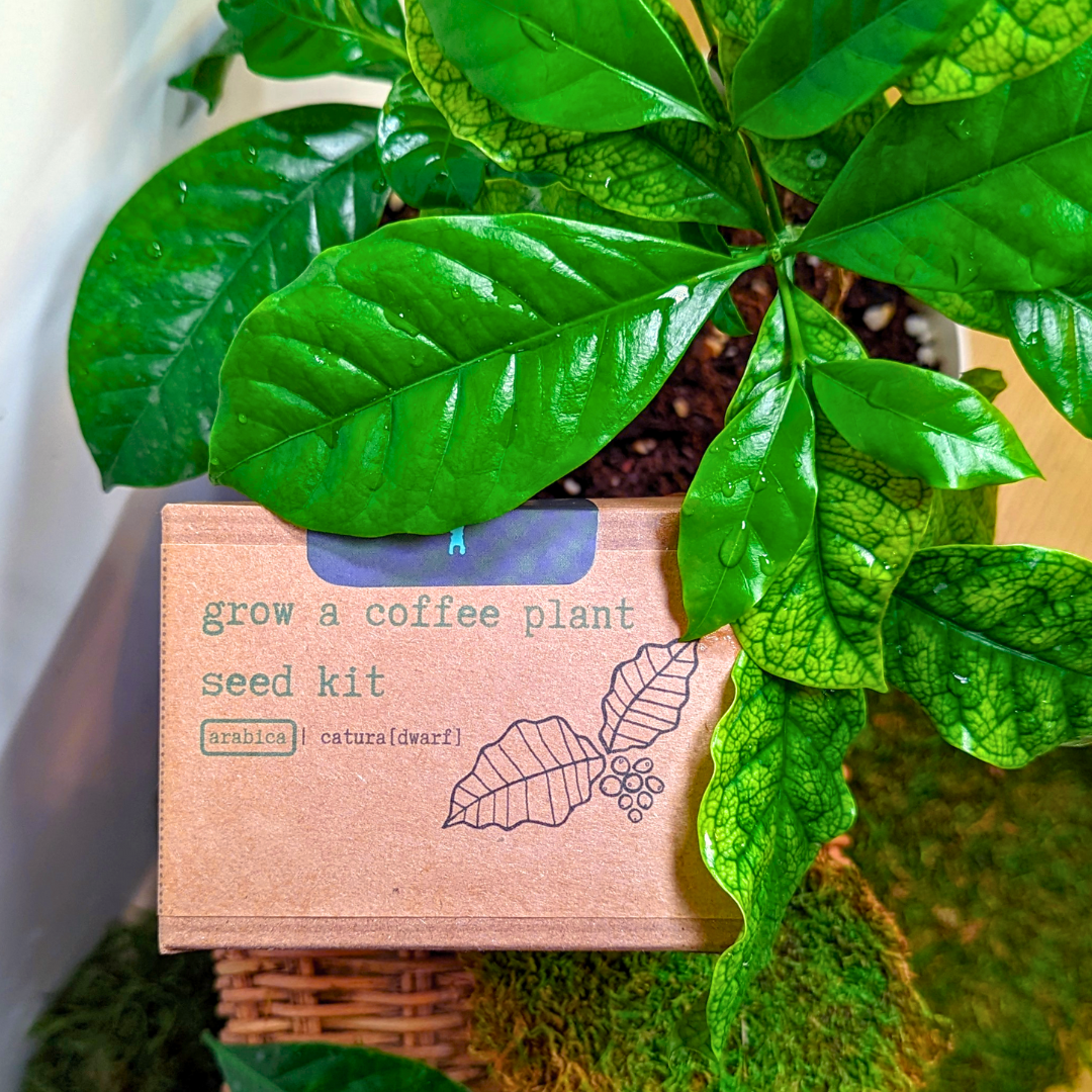 Houseplant Seed Kit
