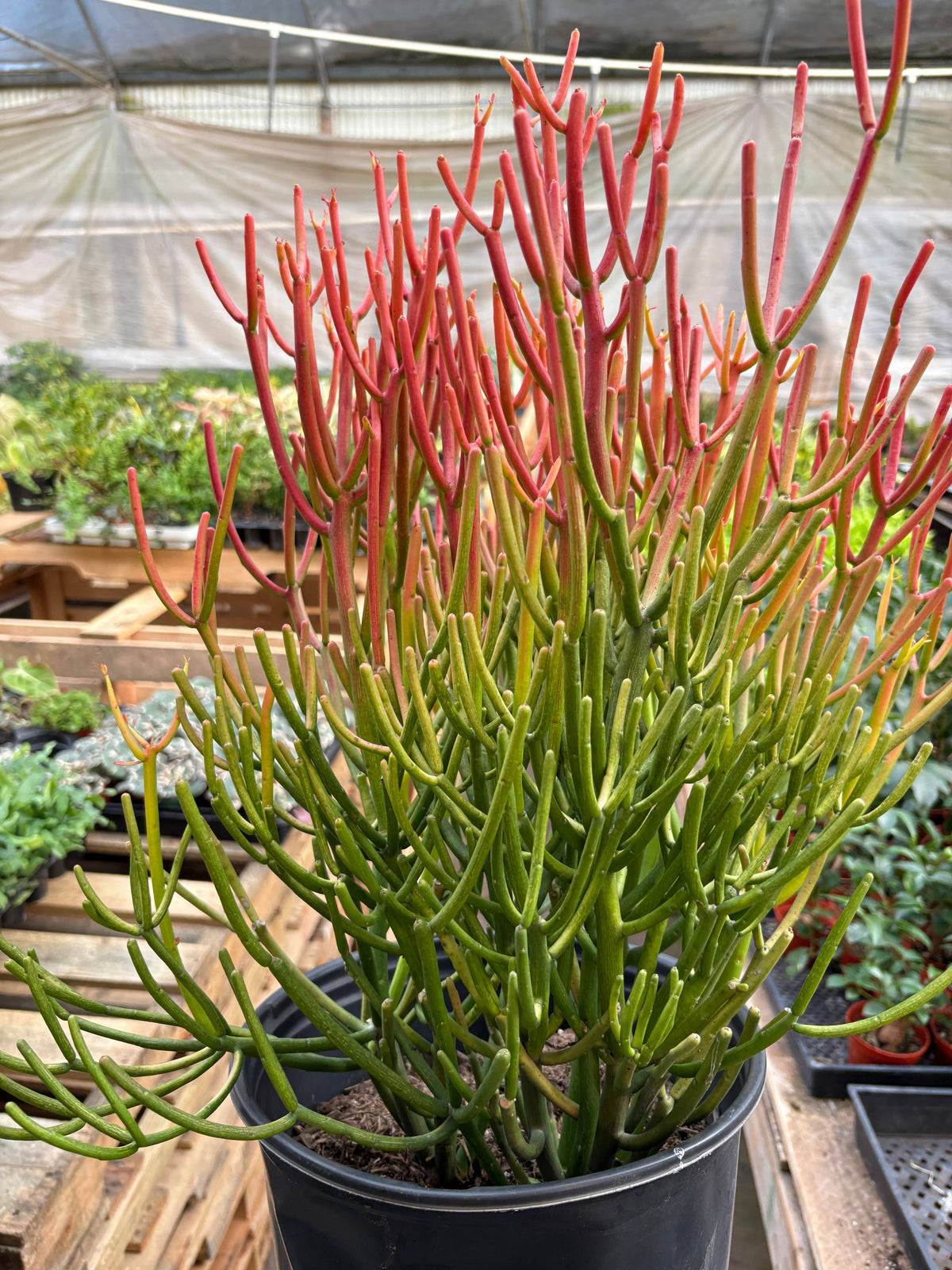 Euphorbia 'Fire Sticks'