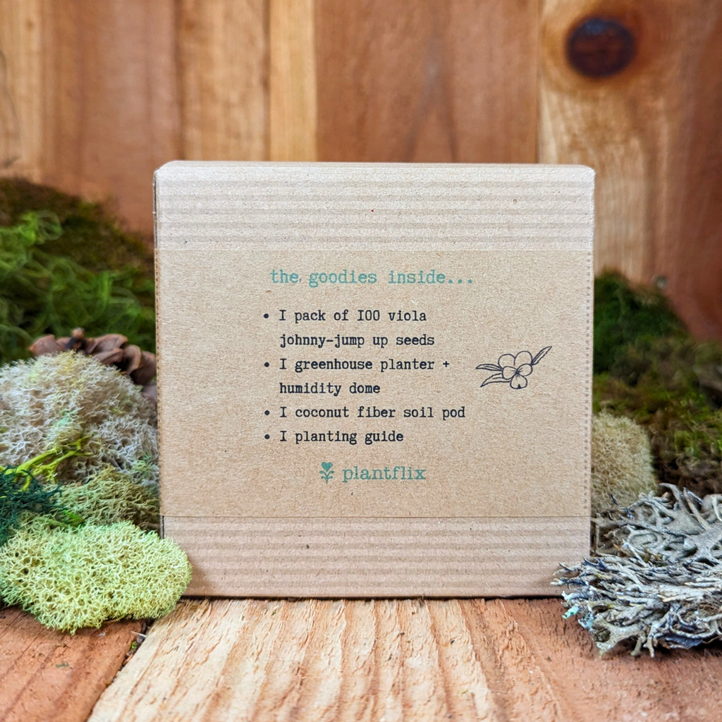 Dwarf  Sunflower Seed Kit