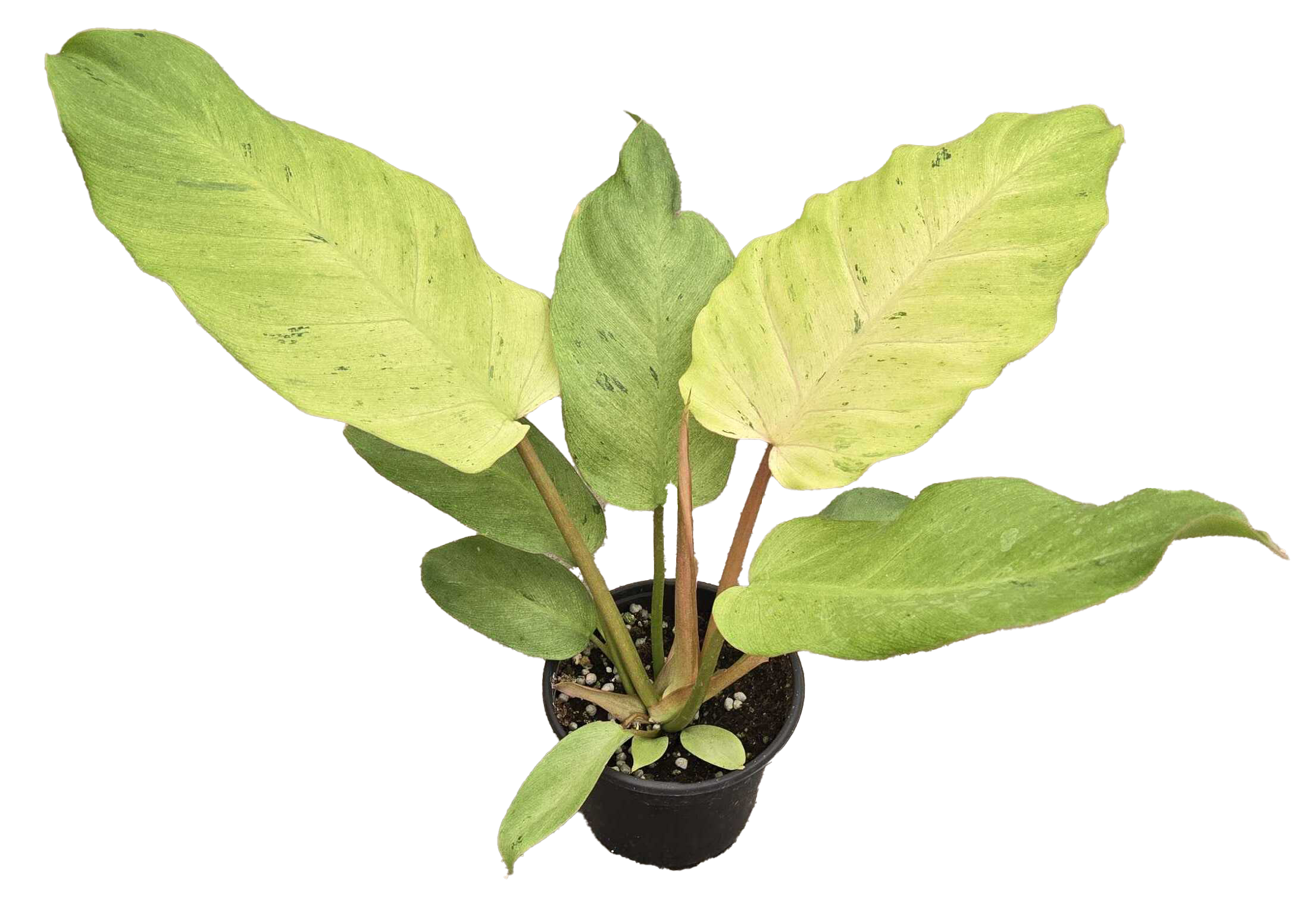 Philodendron Snowdrift