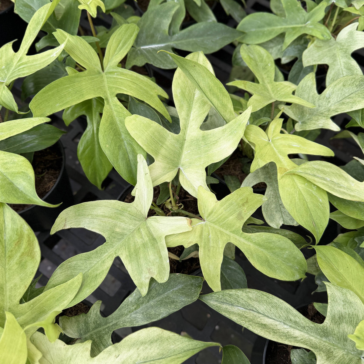 Florida Ghost Philodendron - 5.5" Live Plant - Rare Species