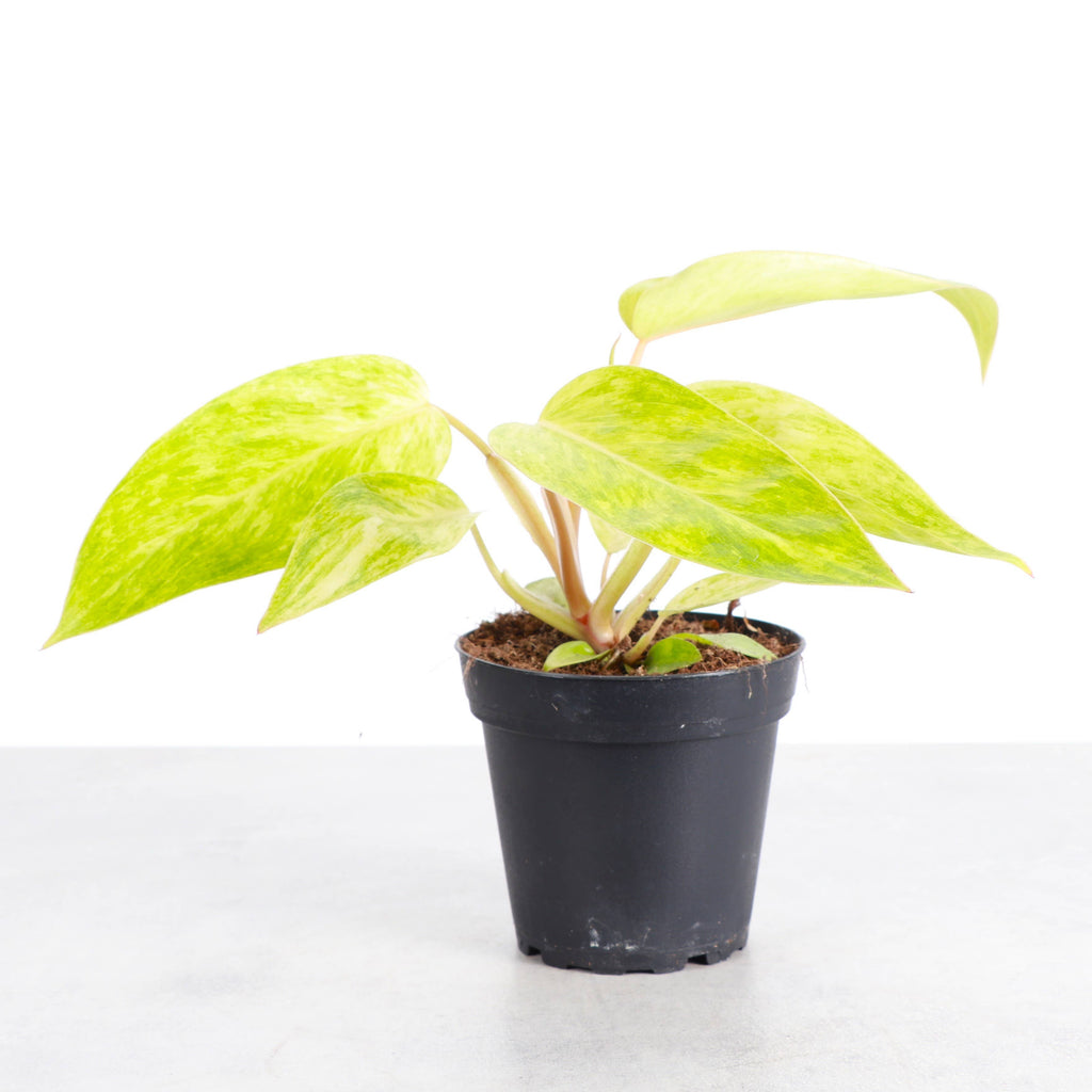 Painted Lady Philodendron - Live Plant - Rare