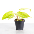 Painted Lady Philodendron - Live Plant - Rare