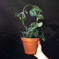 Mini Plant Stake from rust-proof metal - Hoop - Gold
