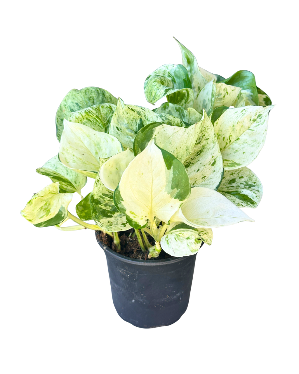 4" Pothos Manjula - Epipremnum Aureum Manjula – Wholesale