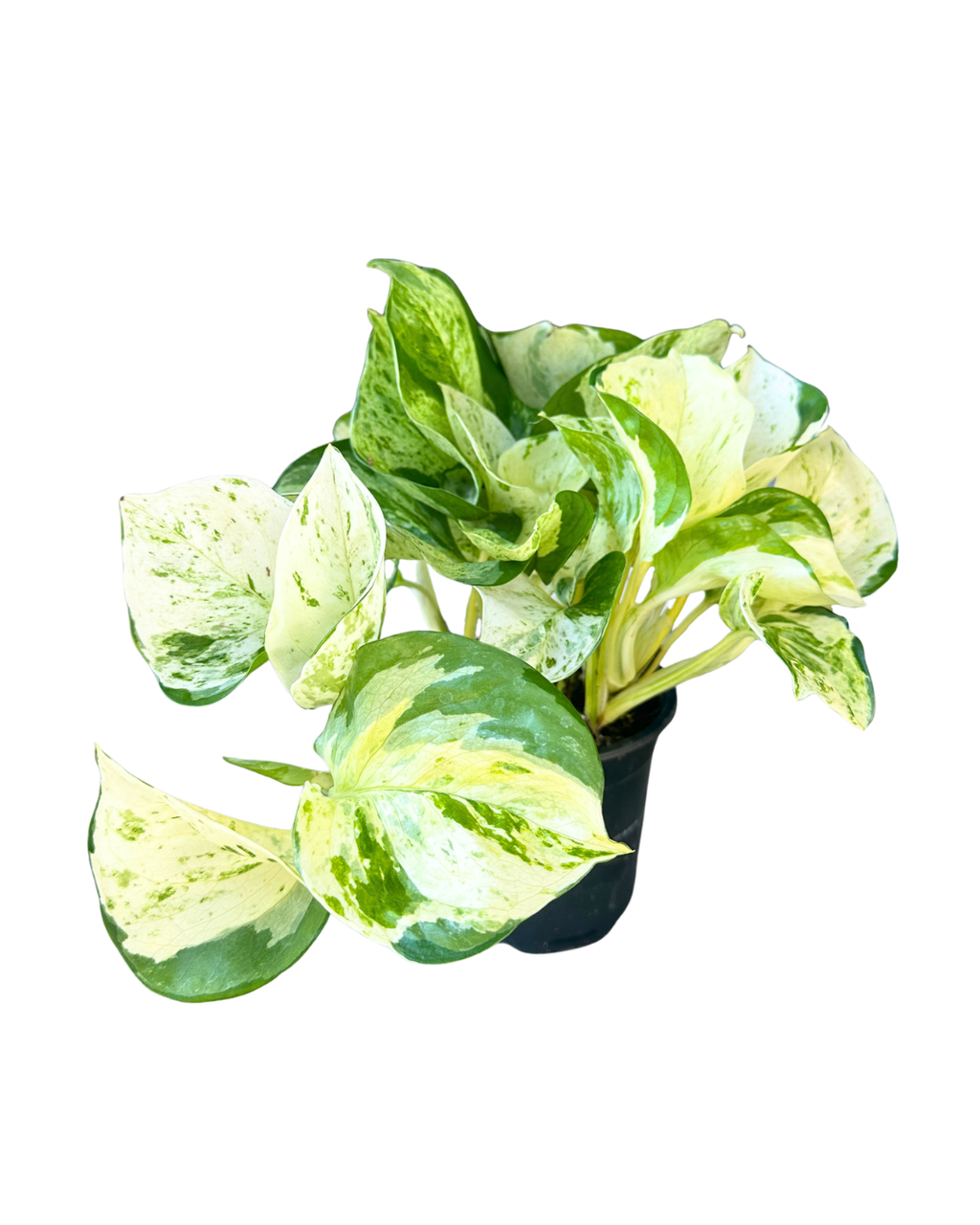 4" Pothos Manjula - Epipremnum Aureum Manjula – Wholesale