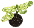 Monstera Adansonii Mottled 4in Grow Pot