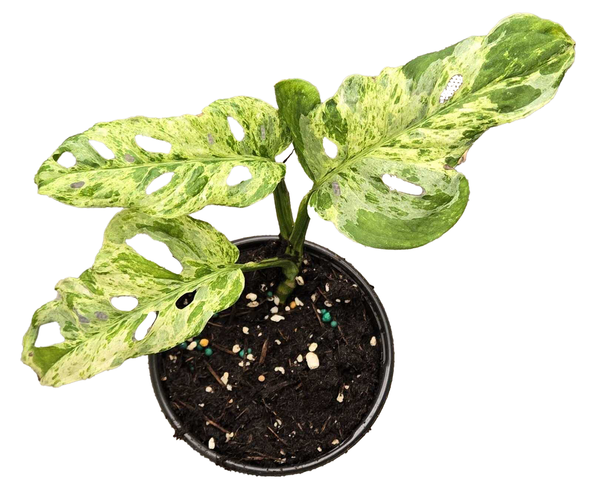 Monstera Adansonii Mottled 4in Grow Pot