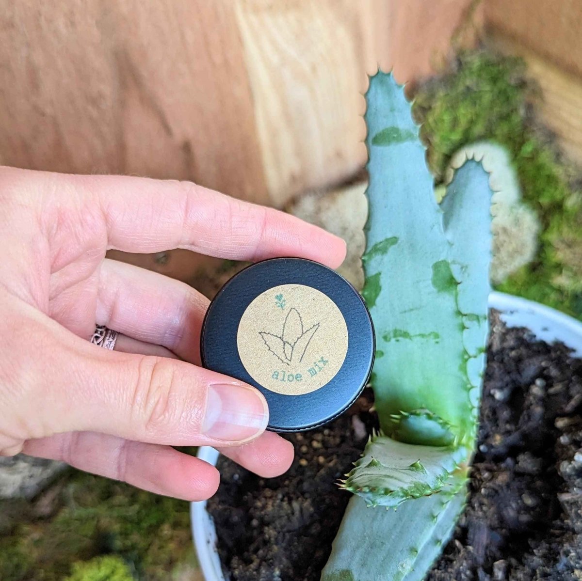 Aloe Mix Seeds