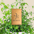 Asparagus Asparagoides Smilax 'Bridal Creeper' Seeds