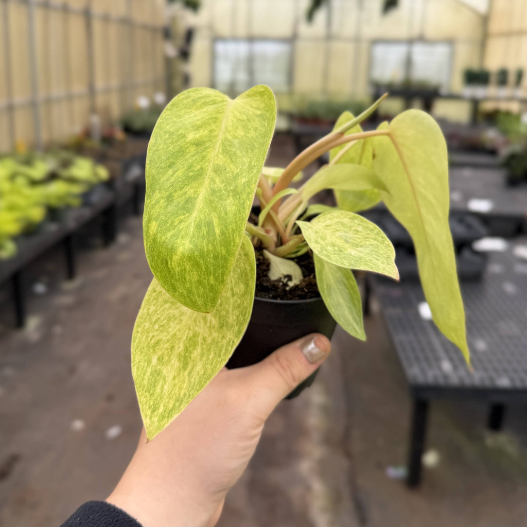 Painted Lady Philodendron - Live Plant - Rare