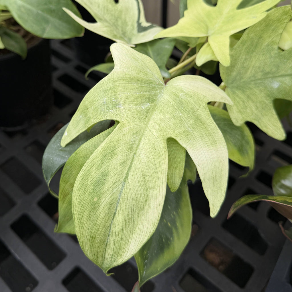 Florida Ghost Philodendron - 5.5" Live Plant - Rare Species