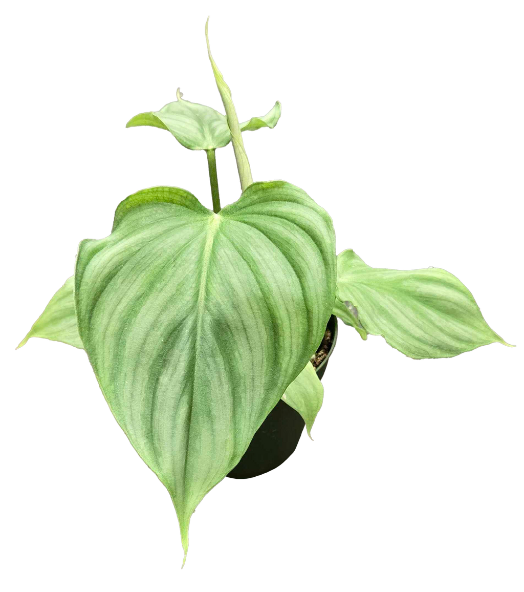 Philodendron Pastazanum x Plowmanii