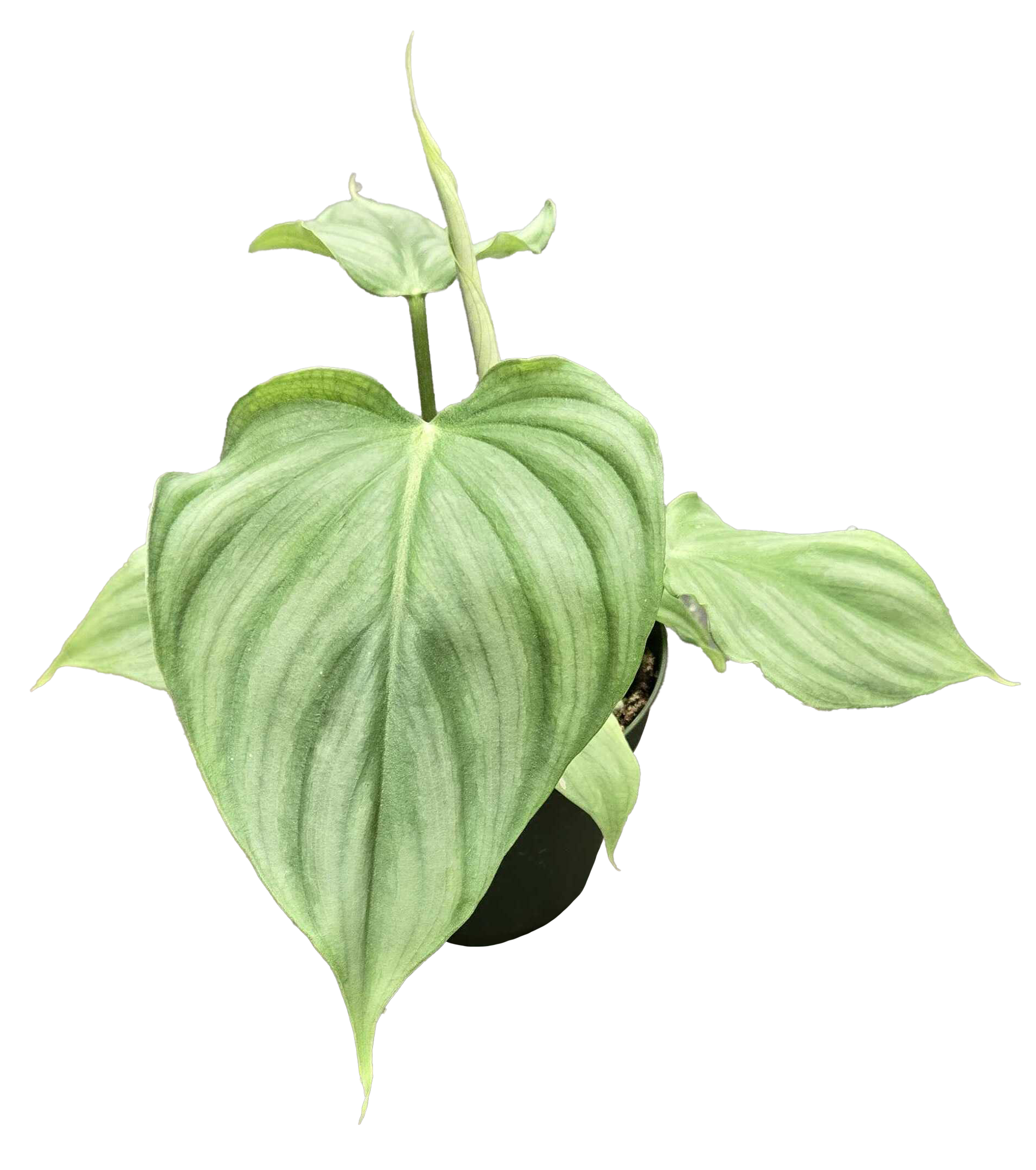 Philodendron Pastazanum x Plowmanii